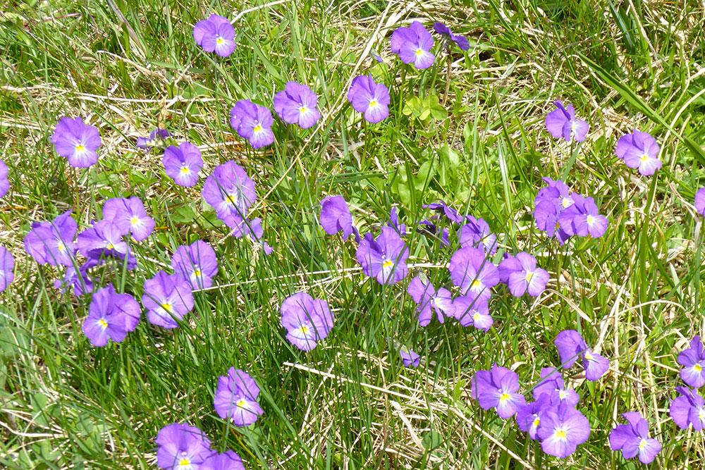 Vorstellung unseres Hotels im BaslerIN Magazin Hotel Restaurant Roseg